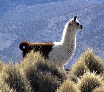 Norden von Chile, der See Chungara