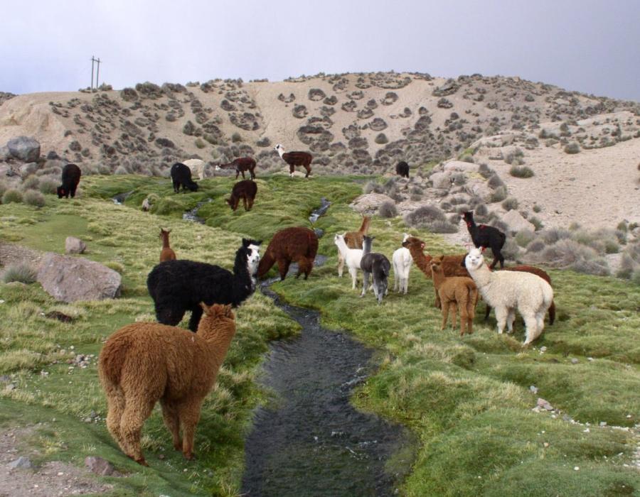 El lago Chungará, el atractivo más hermoso de la región de Arica y Parinacota