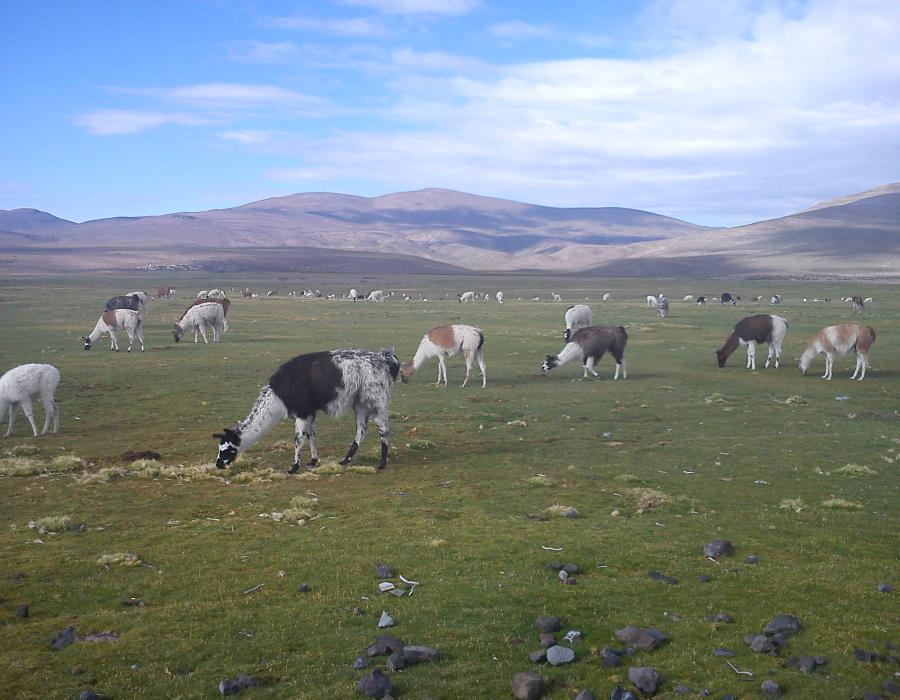 Lo mejor del norte de Chile el Lago Chungará