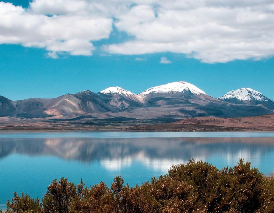 Cóndor Andino. El ave más imponente de los Andes