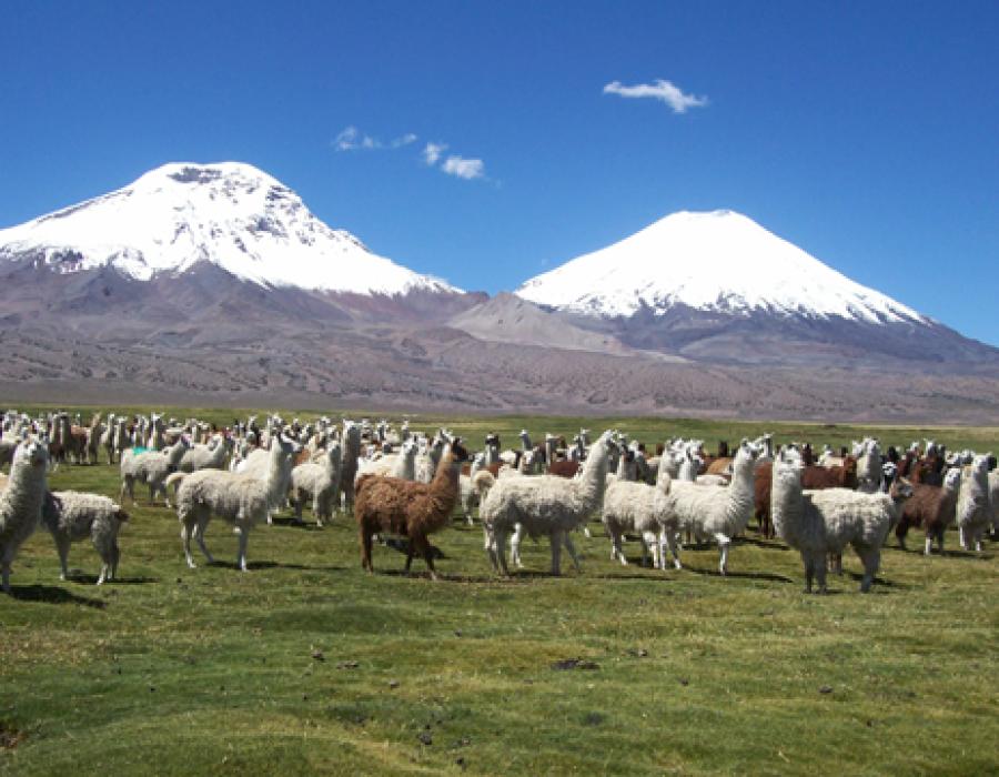 Lago Chungará, Chile
