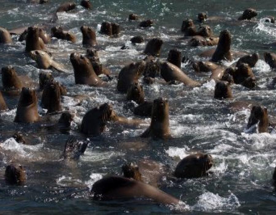 Safari Marino en Arica. Una aventura Imperdible