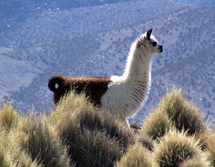 North of Chile, The Lake Chungara