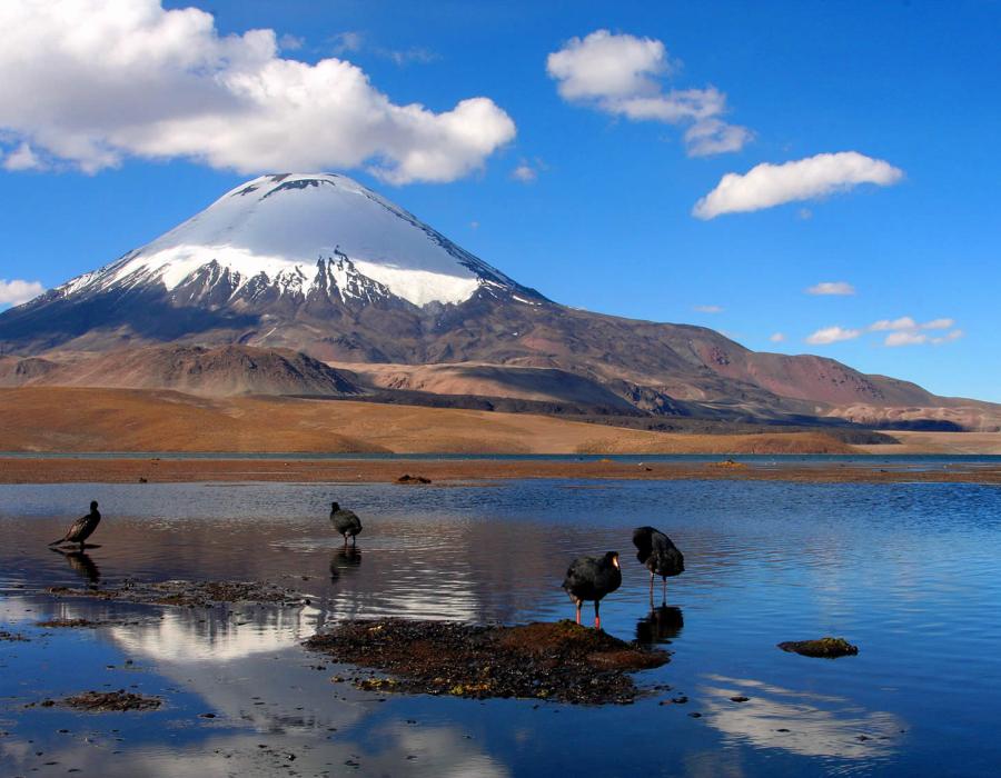 Nord du Chili, Lac Chungará