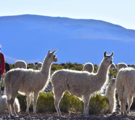 Tour Lac Chungará