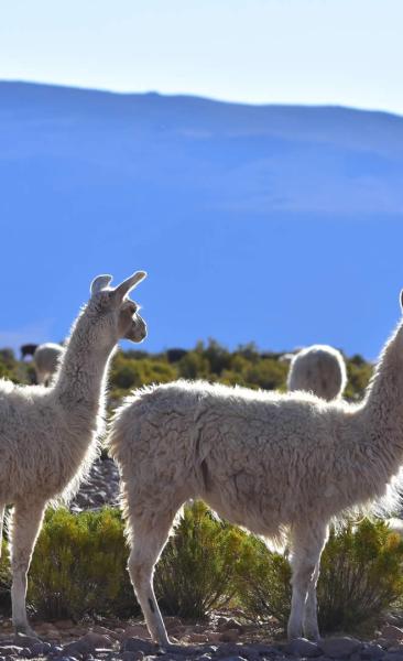 Tour Bunte Berge von Suriplaza